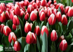 Tulipa De Dijk ® (2)